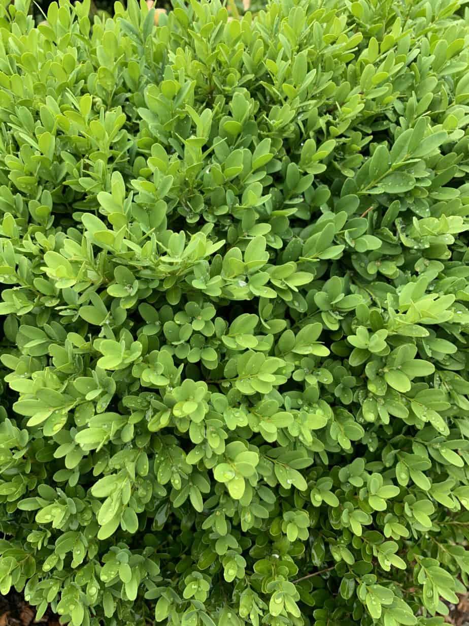 Best Deer Resistant Evergreen Shrubs and Trees for Privacy Hedge (Full ...