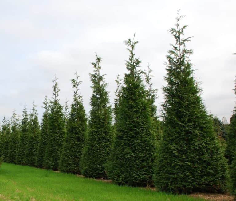 Best Deer Resistant Evergreen Shrubs and Trees for Privacy Hedge (Full ...