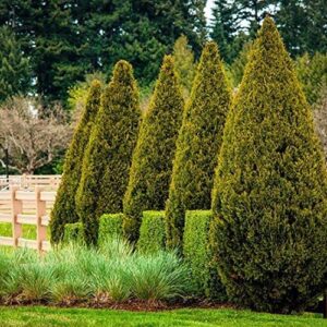 Best Deer Resistant Evergreen Shrubs and Trees for Privacy Hedge (Full ...