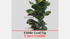 10 Tips on How to Care for Your Fiddle-Leaf Fig (Infographic) - Suburbs 101