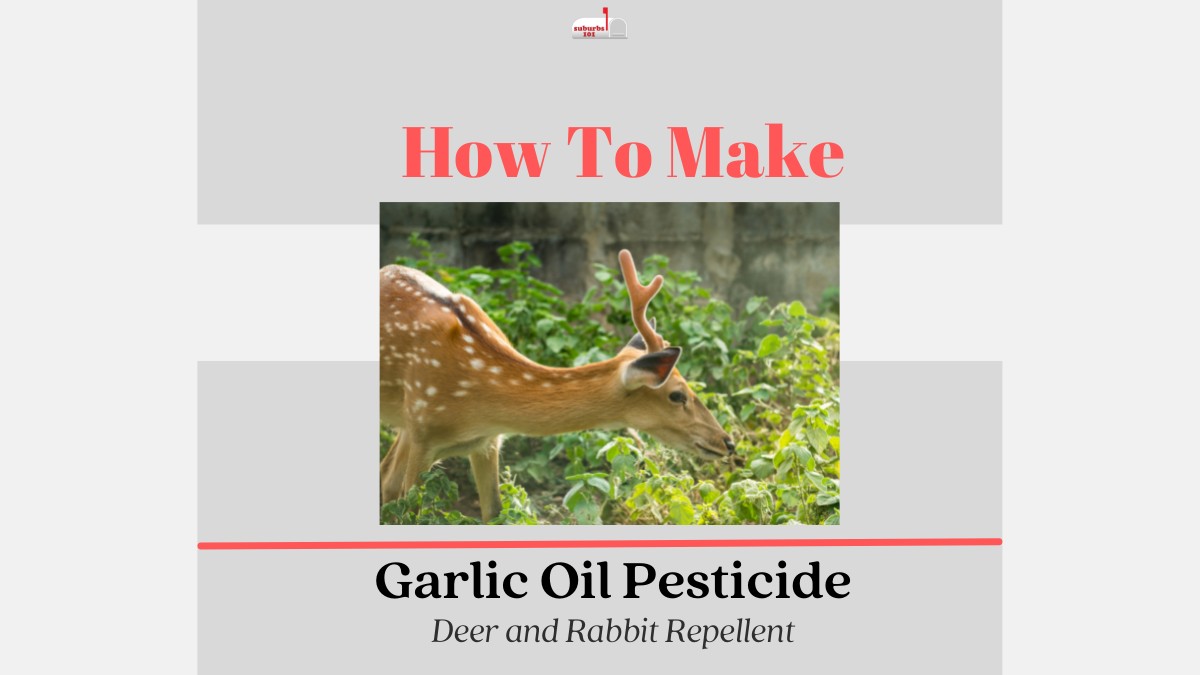 How to Make Garlic Oil Pesticide (with photos) Suburbs 101
