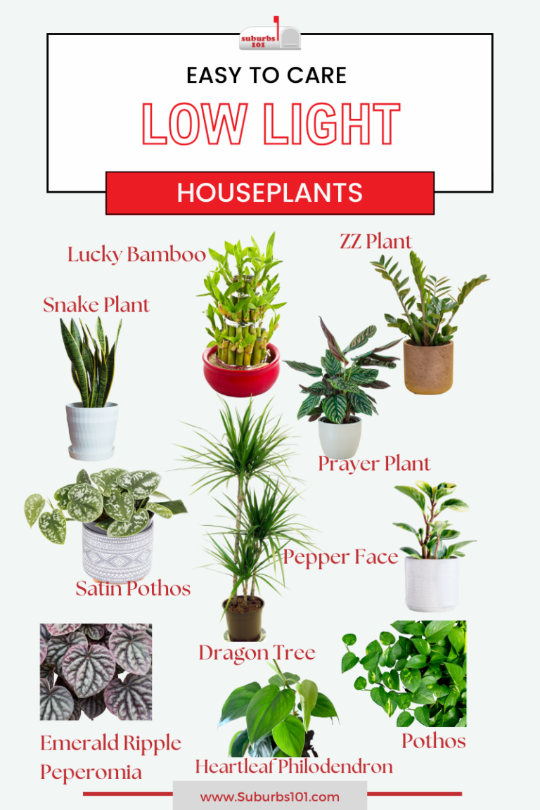 16 Best Houseplants for Low Light Conditions (Infographic) - Suburbs 101