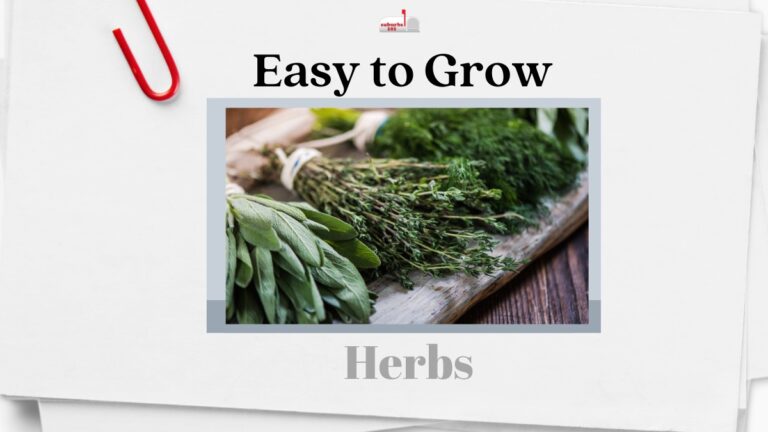 10 Easiest Herbs to Grow in Your Garden (Lazy Gardener) - Suburbs 101
