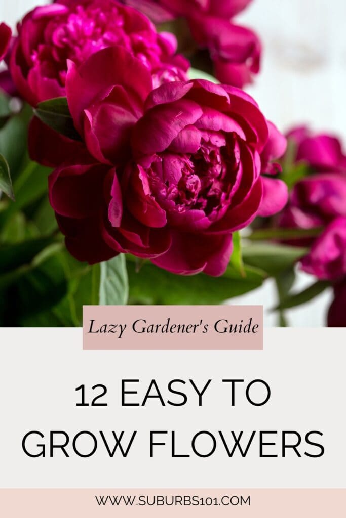 12 Easy to Grow Flowers for the Lazy Gardener - Suburbs 101
