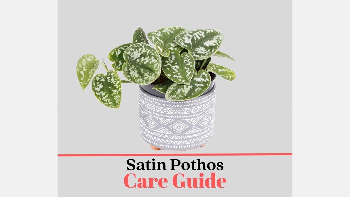 8 Tips on How to Care for Your Satin Pothos (Scindapsus pictus Infographic)  - Suburbs 101