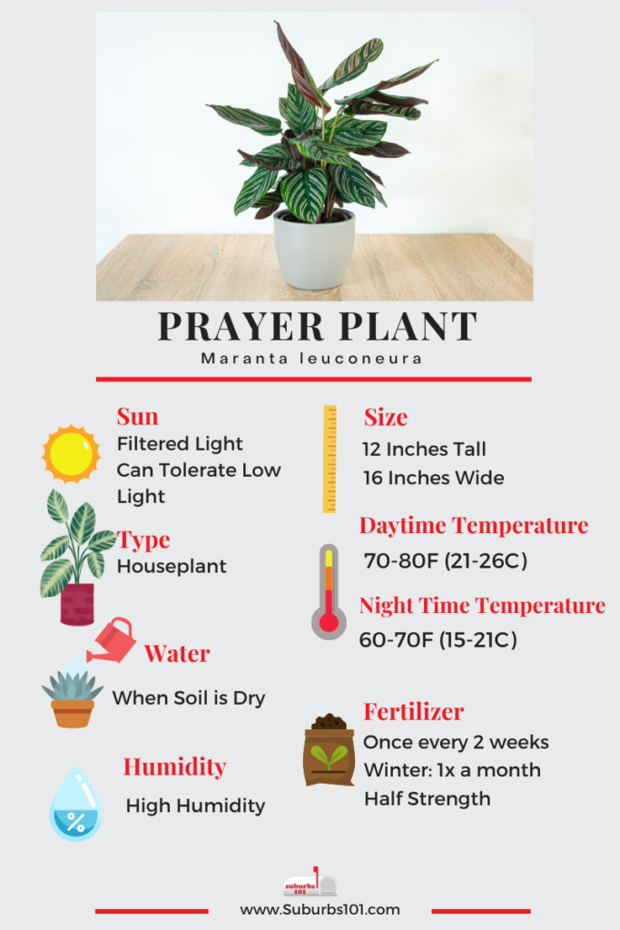 8 Tips on How to Care for Your Prayer Plant (Infographic) Suburbs 101