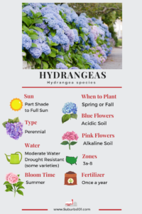Lazy Gardener's Guide: How to Grow Hydrangeas (Infographic) - Suburbs 101
