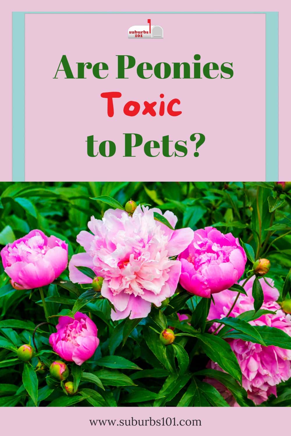 Are Peonies Toxic to Pets? Suburbs 101