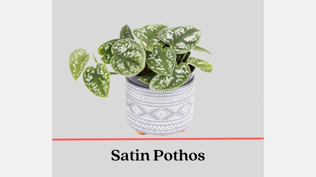 Popular Houseplants that are Toxic to Pets and Humans (Pictures