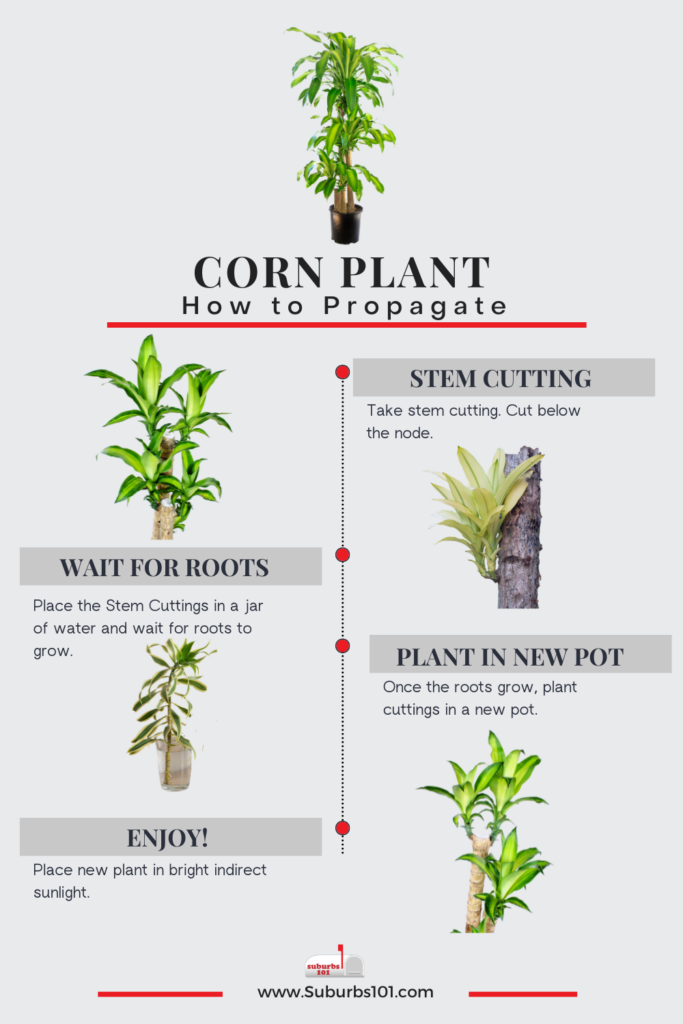 10 Tips On How To Care For Your Corn Plant Dracaena Fragrans 