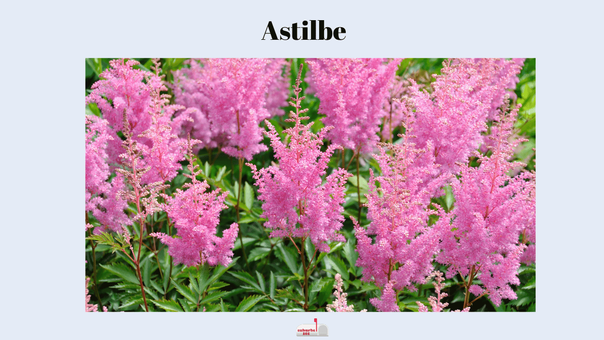 What to Plant with Hydrangeas Best Companion Plants Suburbs 101