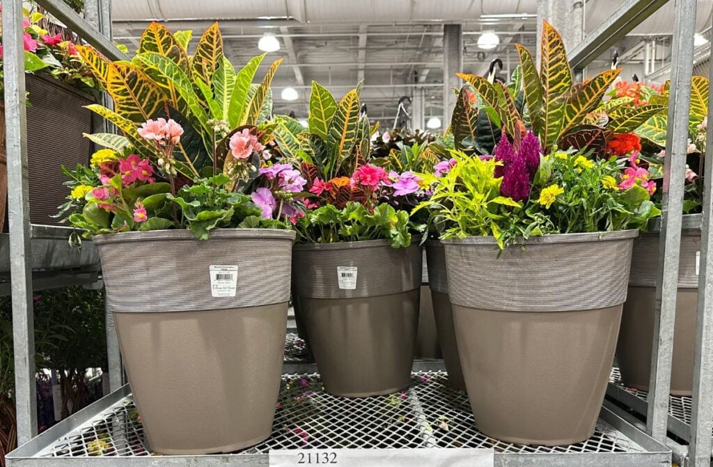 15 New Costco Plants That Will Instantly Cheer You Up - Suburbs 101
